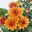Pflanzenkreation Bunter Herbst, 12 Pflanzen inkl. 2x 10 l Erde