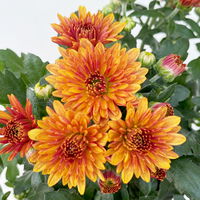 Pflanzenkreation Bunter Herbst, 12 Pflanzen inkl. 2x 10 l Erde