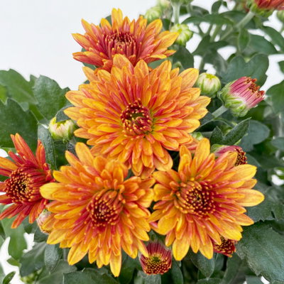 Pflanzenkreation Bunter Herbst, 12 Pflanzen inkl. 2x 10 l Erde