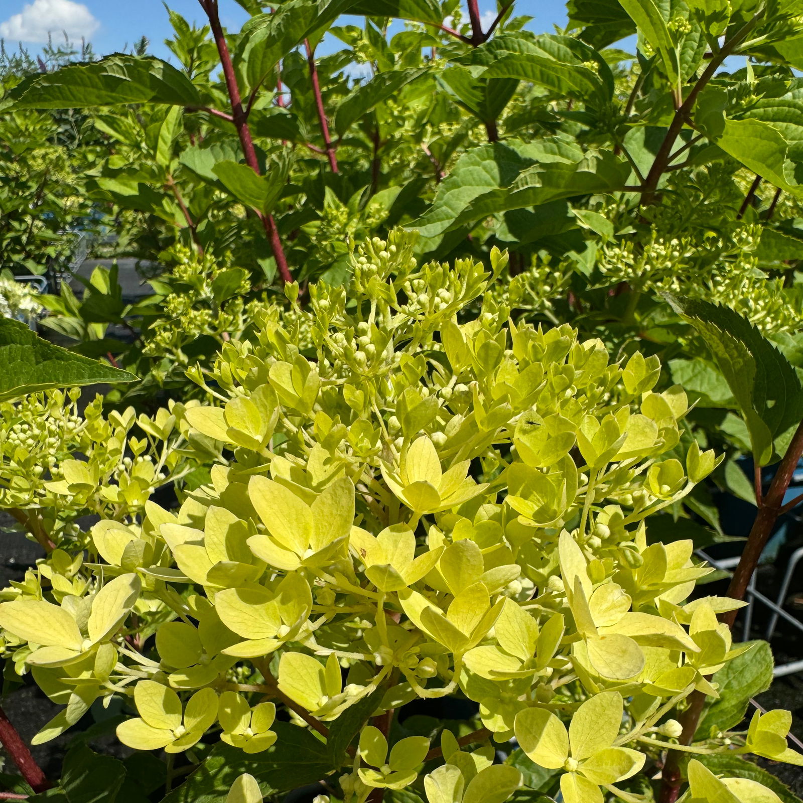Rispenhortensie 'Phantom' im 5 l Topf