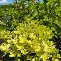 Rispenhortensie 'Phantom' im 5 l Topf