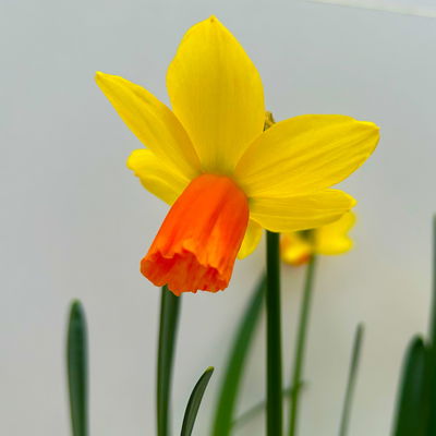 Narzisse 'Jetfire' gelb-orange, vorgetrieben, Topf-Ø 10 cm, 6 Pflanzen