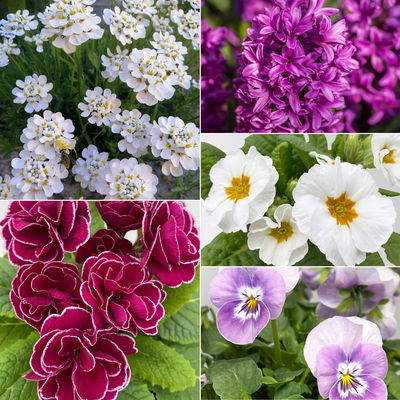 Pflanzenkreation Frühlingsblüten, 7 Pflanzen inkl. Erde