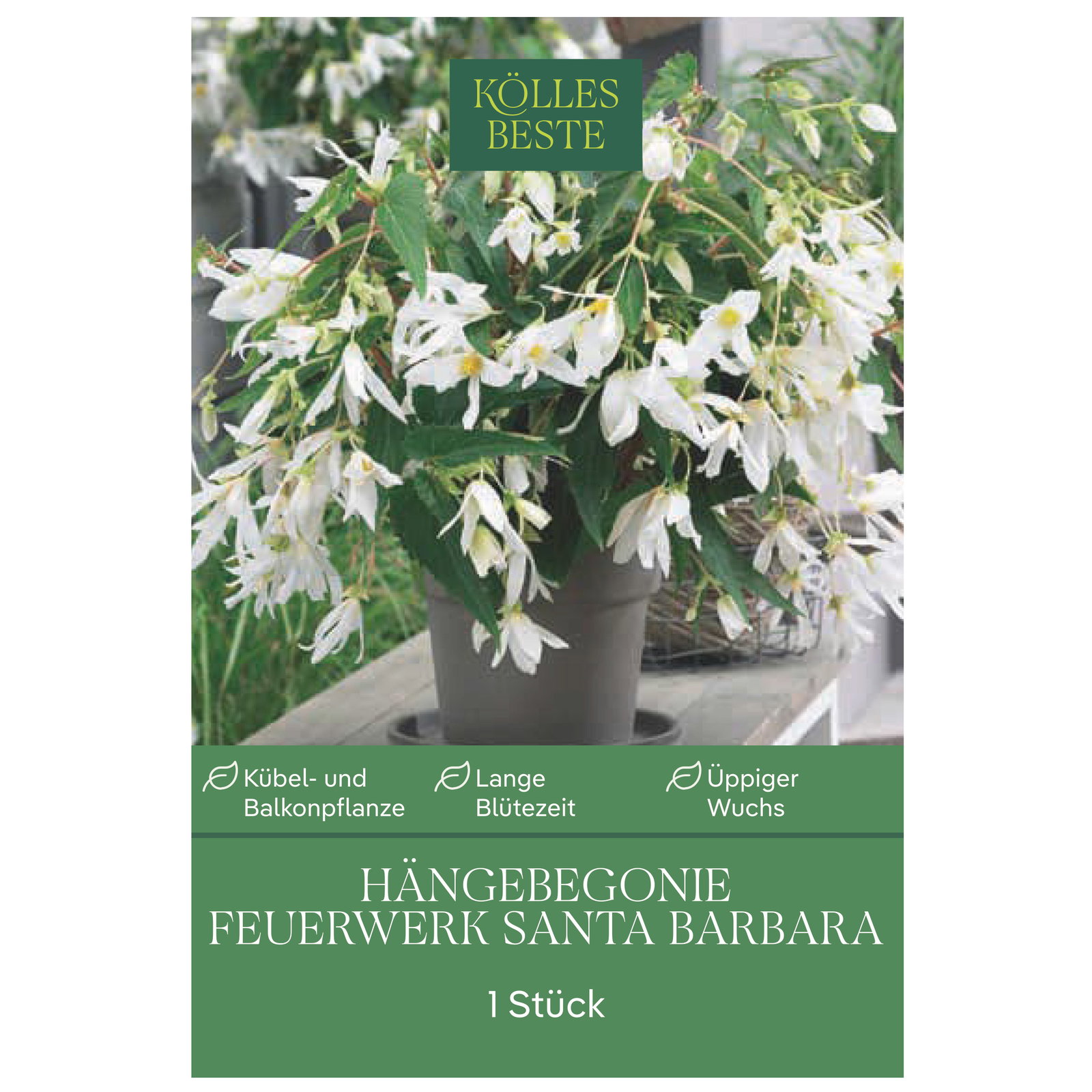 Kölles Beste Begonie 'Santa Barbara', orange-rot, 1 Blumenknolle