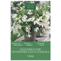 Kölles Beste Begonie 'Santa Barbara', orange-rot, 1 Blumenknolle