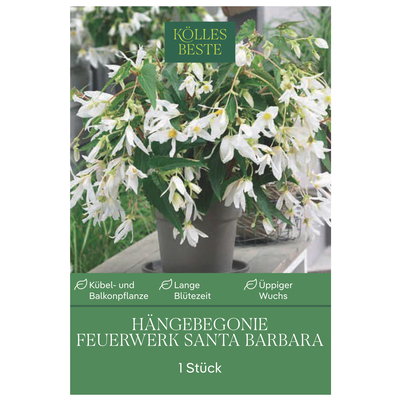 Kölles Beste Begonie 'Santa Barbara', orange-rot, 1 Blumenknolle