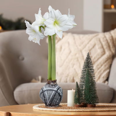 Amaryllis in Wachs, Dekor 'Supreme', Farbe zufällig, Blüte weiß, 2 Pflanzen