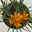 Wild Krokus 'Orange Monarch' orange, vorgetrieben Topf-Ø 10,5 cm, 6er-Set Wild Krokus 'Orange Monarch' orange, vorgetrieben Topf-Ø 10,5 cm, 6er-Set