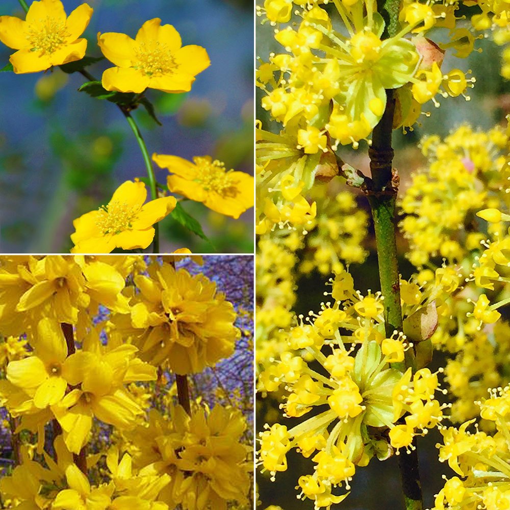 Gehölz-Set Frühlingsblüher gelb, 3er-Set, Topf 3+4,6 Liter