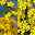 Gehölz-Set Frühlingsblüher gelb, 3er-Set, Topf 3+4,6 Liter