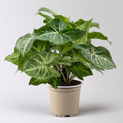 Syngonium 'Arrow', Topf-Ø 12cm, Höhe ca. 25 cm, 3 Stück Syngonium 'Arrow', Topf-Ø 12cm, Höhe ca. 25 cm, 3 Stück