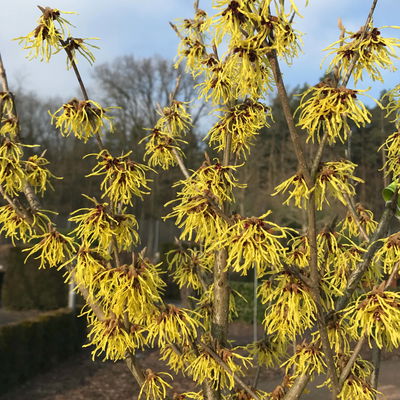 Hamamelis x intermedia 'Arnold Promise', Höhe 60-80 cm, Topf 7,5 Liter Hamamelis x intermedia 'Arnold Promise', Höhe 60-80 cm, Topf 7,5 Liter