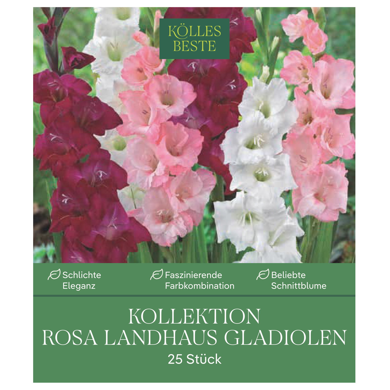 Kölles Beste Kollektion 'Rosa Landhaus' Gladiolen Größe 12/14, 25 Blumenknollen