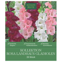 Kölles Beste Kollektion 'Rosa Landhaus' Gladiolen Größe 12/14, 25 Blumenknollen