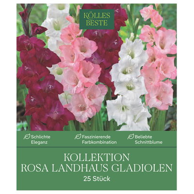 Kölles Beste Kollektion 'Rosa Landhaus' Gladiolen Größe 12/14, 25 Blumenknollen