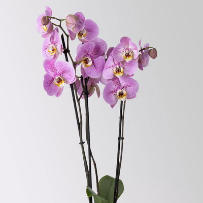 Schmetterlingsorchidee 'Seine', lila, 2 Rispen, Topf-Ø 12 cm, Höhe ca. 70 cm Schmetterlingsorchidee 'Seine', lila, 2 Rispen, Topf-Ø 12 cm, Höhe ca. 70 cm