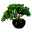 Künstliche Bonsai-Lärche, 3 Zweige, grün, ca. 26 cm, schwarzer Keramiktopf 15 x 9 cm