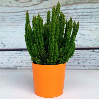 Besenheide SKYLINE® grün, Topf-Ø 13 cm, 3 Pflanzen