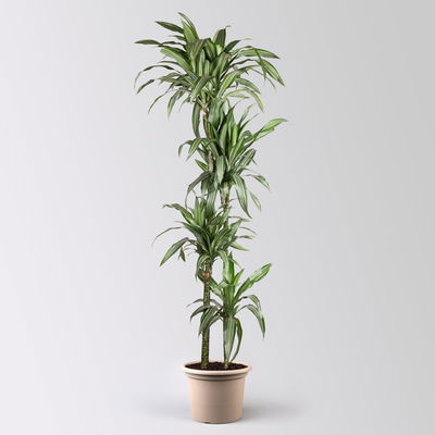 Duftender Drachenbaum 'Ulises', Topf-Ø 27 cm, Höhe ca. 170 cm Duftender Drachenbaum 'Ulises', Topf-Ø 27 cm, Höhe ca. 170 cm