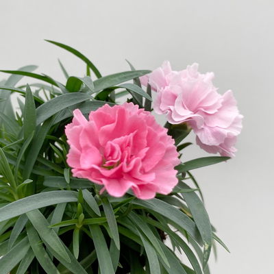 Nelke 'I Love U', Mini, pink-rosa-weiß, Topf-Ø 7 cm, 6 Pflanzen