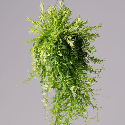 Schamblume in Blumenampel, Topf-Ø 15 cm, Höhe ca. 25 cm Schamblume in Blumenampel, Topf-Ø 15 cm, Höhe ca. 25 cm