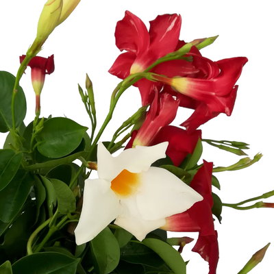 Dipladenie 'Duo', rot-weiß, Doppelbogen, Topf-Ø 21 cm,  Höhe ca. 90 cm