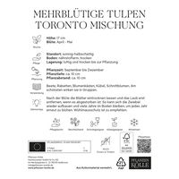 Mehrblütige Tulpen Mischung Toronto, 20 Blumenzwiebeln