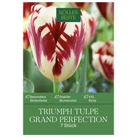 Triumph Tulpen 'Grand Perfecition', rot, weiß, Größe 11/12, 7 Blumenzwiebeln