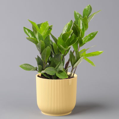 Glücksfeder in Übertopf Vibes gelb, Topf-Ø 12 cm, Höhe ca. 40 cm