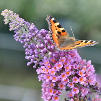 Schmetterlingsflieder 'Bicolor', blau-tieforange, Höhe ca 30-60cm, Topf 5 Liter