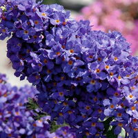 Zwerg-Sommerflieder, Buddleja davidii BUZZ™ 'Midnight'(s), schwarzblau, Topf 5 l