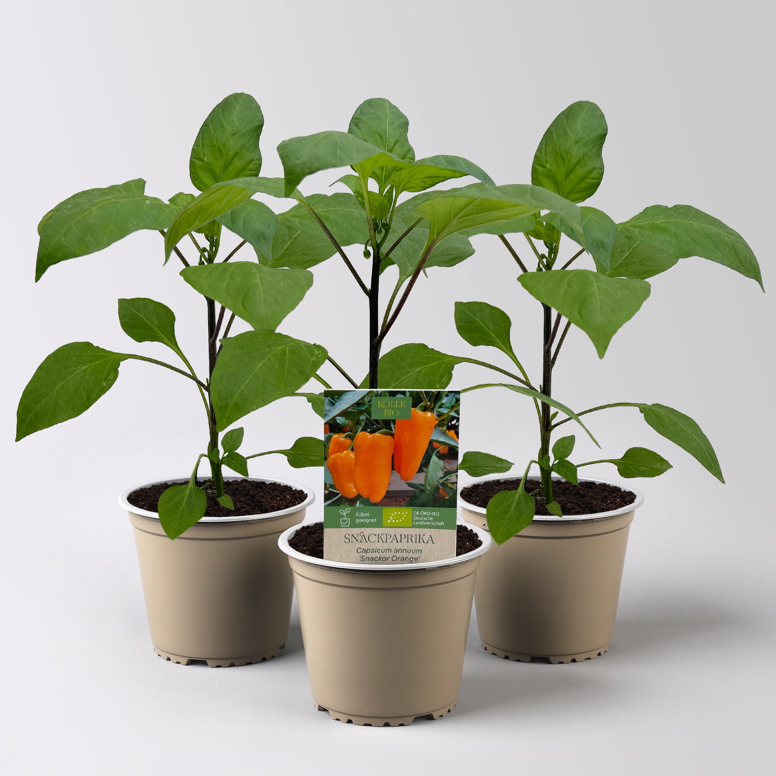 Bio Snackpaprika 'Snackor Orange', Topf-Ø 12 cm, 3 Pflanzen Bio Snackpaprika 'Snackor Orange', Topf-Ø 12 cm, 3 Pflanzen