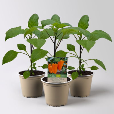 Bio Snackpaprika 'Snackor Orange', Topf-Ø 12 cm, 3 Pflanzen Bio Snackpaprika 'Snackor Orange', Topf-Ø 12 cm, 3 Pflanzen