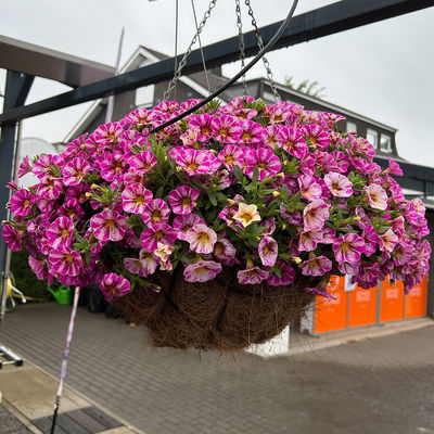 Zauberglöckchen 'Rainbow® Hot Pink', pink-weiß, Topf-Ø 13 cm, 6 Pflanzen