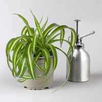 Grünpflanzenkreation 'Tierfreund', Topf-Ø 12 cm, 6 Pflanzen