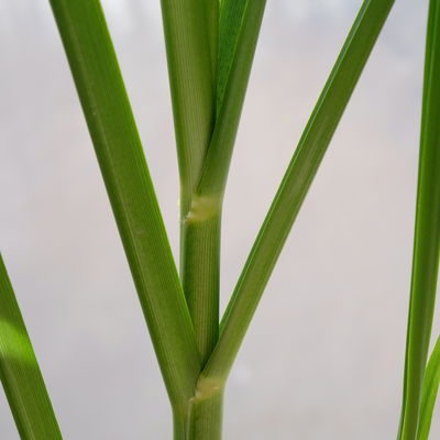 Bio Pampasgras 'Pumila', Topf 5 Liter