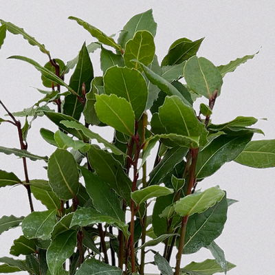 Sunny Herbs® Lorbeer, Topf-Ø 14 cm, 4 Pflanzen