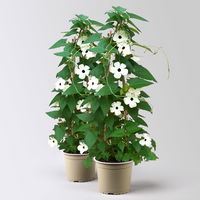 Schwarzäugige Susanne, weiß , Pyramide, Topf-Ø 17 cm, Höhe ca. 60 cm, 2 Pflanzen