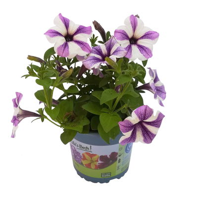 Petunie 'Sweetunia® Starfish' flieder-weiß, hängend, Topf-Ø 13 cm, 6 Pflanzen