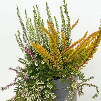 Knospenheide 'Beautybelle®', Mix zufällig, Topf-Ø 11 cm, 6 Pflanzen Knospenheide 'Beautybelle®', Mix zufällig, Topf-Ø 11 cm, 6 Pflanzen