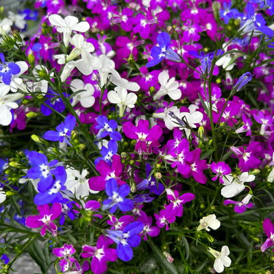 Männertreu 'Trio®' hängend, blau-purpur-weiß, Topf-Ø 12 cm, 6 Pflanzen