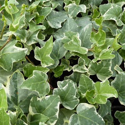 Pflanzenkreation Herbstromantik rosa-weiß, 8 Pflanzen inkl. Erde & Dünger Pflanzenkreation Herbstromantik rosa-weiß, 8 Pflanzen inkl. Erde & Dünger