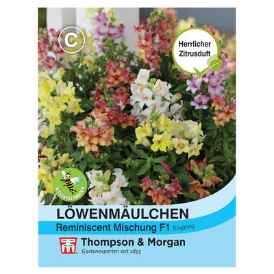 Löwenmaul (Antirrhinum) Reminiscent Mischung F / Hybride einjährig  Löwenmaul (Antirrhinum) Reminiscent Mischung F / Hybride einjährig