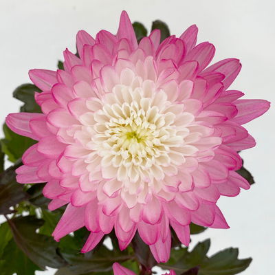 Chrysantheme 'Zembla Make-Upz® Uno Mix, Farben zufällig, Topf-Ø 13 cm, 3er-Set Chrysantheme 'Zembla Make-Upz® Uno Mix, Farben zufällig, Topf-Ø 13 cm, 3er-Set