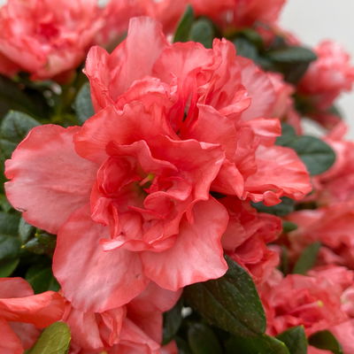 Azalee Hortinno® 'Christine Magic', lachs, Topf-Ø 13 cm, H.ca. 25cm, 3 Pflanzen Azalee Hortinno® 'Christine Magic', lachs, Topf-Ø 13 cm, H.ca. 25cm, 3 Pflanzen