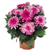 Dahlie 'Hypnotica', Farben zufällig, Topf-Ø 19 cm, 2er-Set