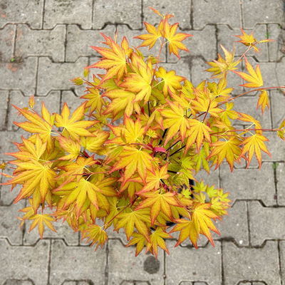 Japanischer Fächerahorn 'Orange Dream'; Höhe 60 - 80 cm, Topf 7,5 Liter Japanischer Fächerahorn 'Orange Dream'; Höhe 60 - 80 cm, Topf 7,5 Liter