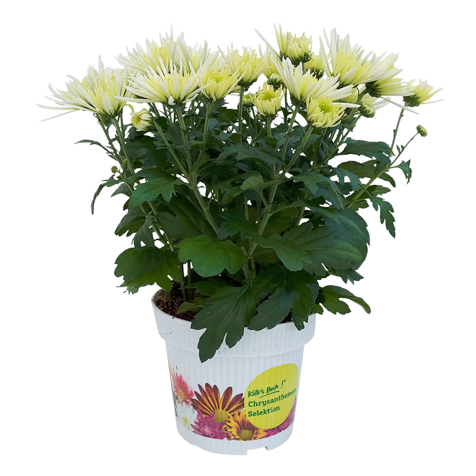 Chrysanthemen Spider Anansi™ White, spinnenblütig, Topf-Ø 14 cm 4er-Set