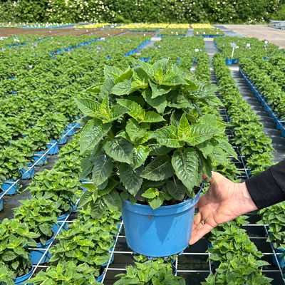 Kölles Beste Indianernessel 'Melua Violet' violett, 3 Liter Topf Kölles Beste Indianernessel 'Melua Violet' violett, 3 Liter Topf