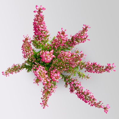 Glockenheide Mini 'Beauty Queens®', Farben zufällig, Topf-Ø 6 cm, 12 Pflanzen Glockenheide Mini 'Beauty Queens®', Farben zufällig, Topf-Ø 6 cm, 12 Pflanzen